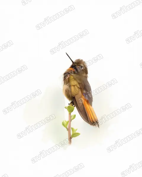 Illustration im Stil Aquarell: Tropfenbrustkolibri (Aglaeactis castelnaudii)