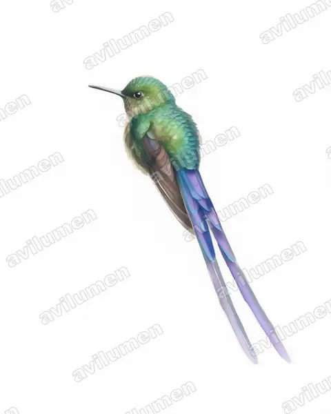 Illustration im Stil Aquarell: Langschwanzsylphe (Aglaiocercus coelestis)