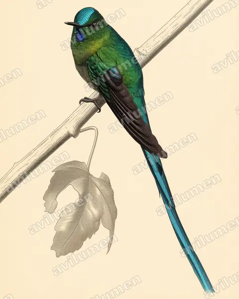 Ilustración en Lámina antigua: Aglaiocercus kingii (Aglaiocercus kingi)