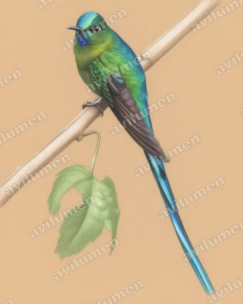 Ilustración en Lápiz de color: Aglaiocercus kingii (Aglaiocercus kingi)