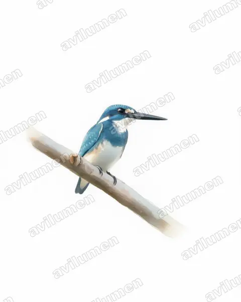 Ilustración en Acuarela: Alcedo coerulescens (Martín pescador azulado)