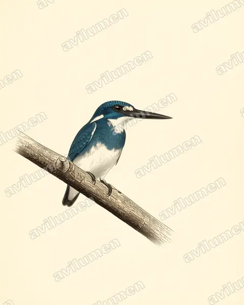 Ilustración en Lámina antigua: Alcedo coerulescens (Martín pescador azulado)