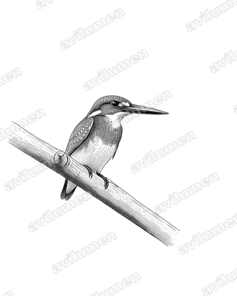 Ilustración en Tinta: Alcedo coerulescens (Martín pescador azulado)