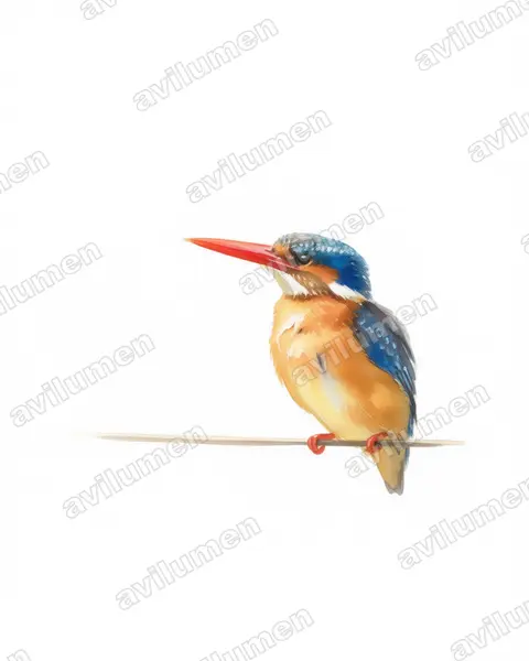 Watercolor illustration: Alcedo cristata (Malachite kingfisher)