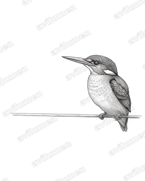 Ink illustration: Alcedo cristata (Malachite kingfisher)