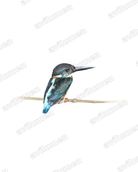 Watercolor illustration: Alcedo euryzona (Blue-banded Kingfisher)