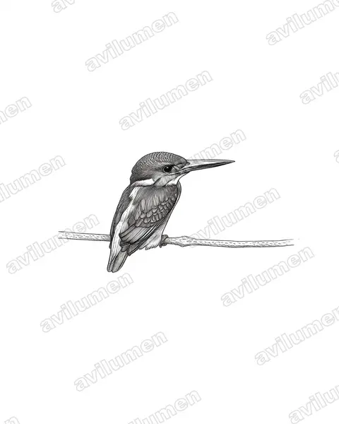 Ink illustration: Alcedo euryzona (Blue-banded Kingfisher)