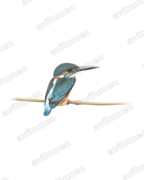 Colored pencil illustration: Alcedo euryzona (Blue-banded Kingfisher)