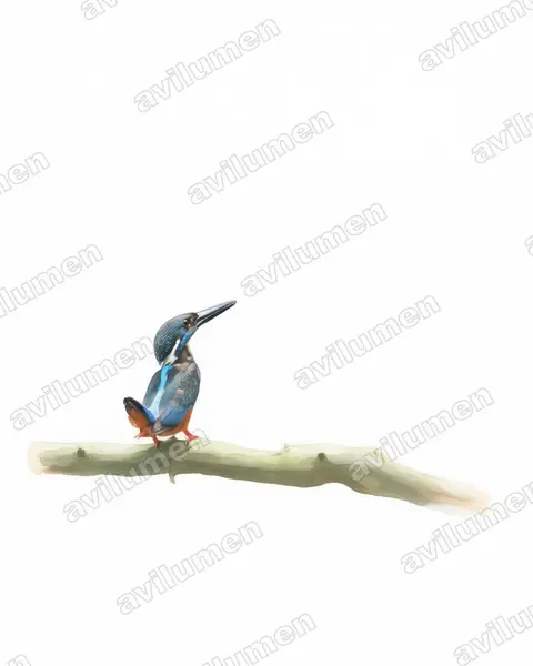 Illustration Aquarelle : Alcedo hercules (Martin-pêcheur de Blyth)