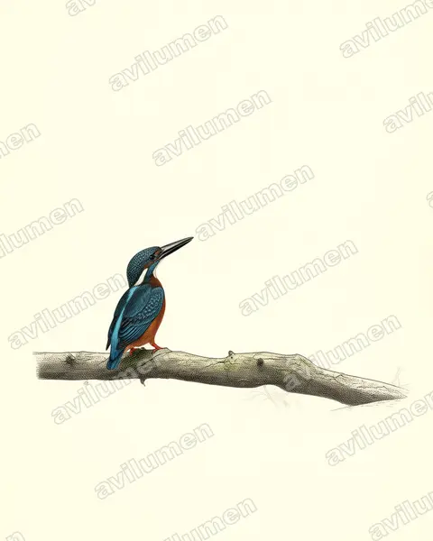 Illustration Planche ancienne : Alcedo hercules (Martin-pêcheur de Blyth)