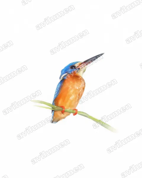 Watercolor illustration: Alcedo meninting (Blue-eared kingfisher)
