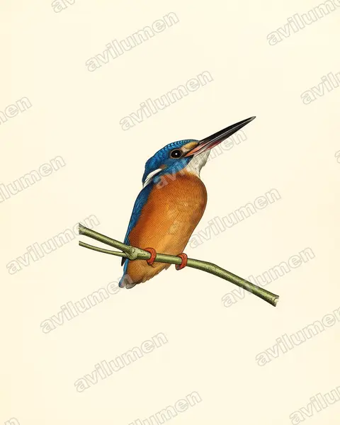 Vintage plate illustration: Alcedo meninting (Blue-eared kingfisher)