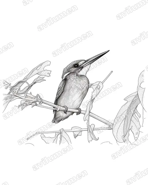 Ink illustration: Alcedo meninting (Blue-eared kingfisher)