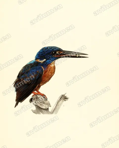 Illustration Planche ancienne : Alcedo quadribrachys (Martin-pêcheur azuré)