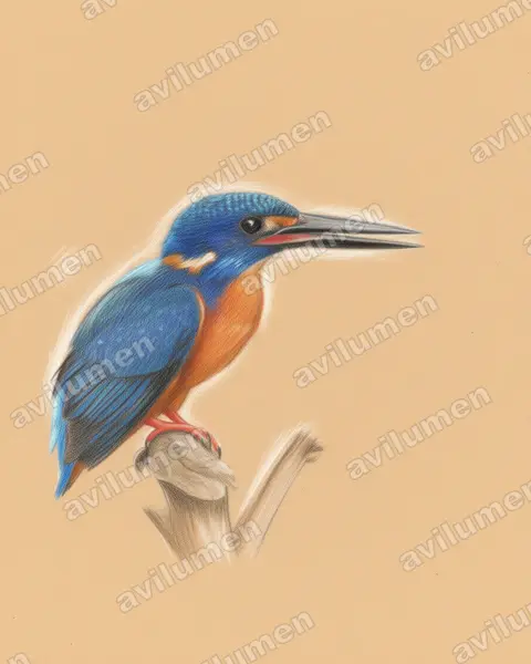 Illustration Crayon de couleur : Alcedo quadribrachys (Martin-pêcheur azuré)