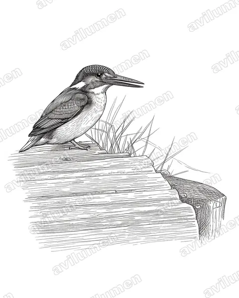 Illustration Encre : Alcedo semitorquata (Martin-pêcheur à demi-collier)