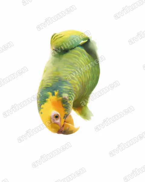 Watercolor illustration: Alipiopsitta xanthops (Yellow-faced Parrot)