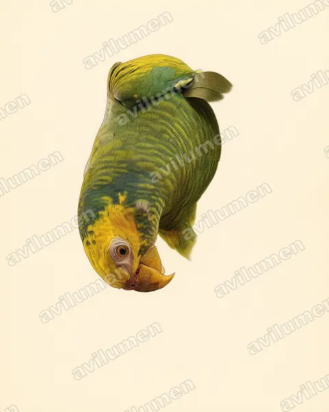Vintage plate illustration: Alipiopsitta xanthops (Yellow-faced Parrot)