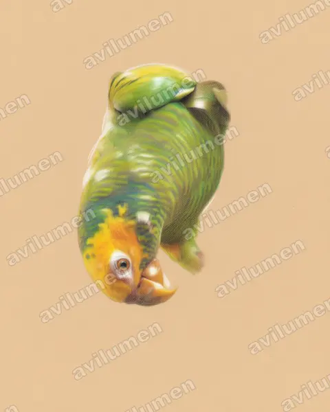 Colored pencil illustration: Alipiopsitta xanthops (Yellow-faced Parrot)