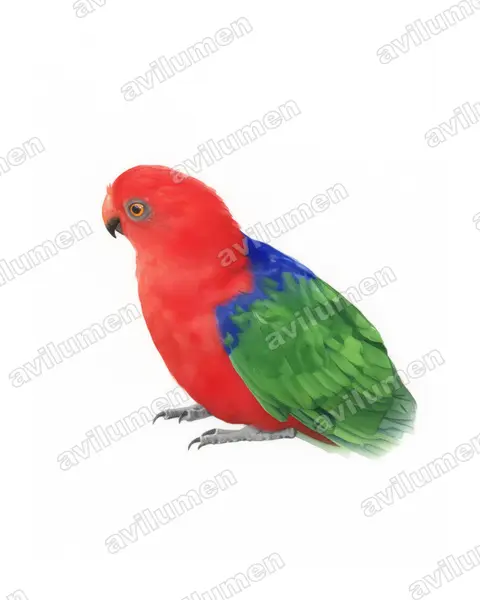 Watercolor illustration: Alisterus amboinensis (Moluccan King Parrot)