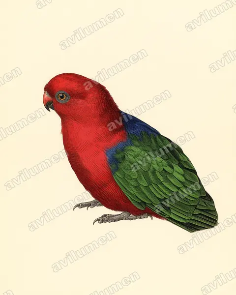 Vintage plate illustration: Alisterus amboinensis (Moluccan King Parrot)