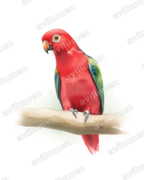 Illustration Aquarelle : Alisterus chloropterus (Perruche à ailes vertes)