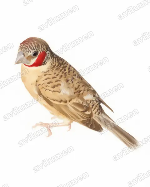 Illustration im Stil Aquarell: Bandastrild (Amadina fasciata)