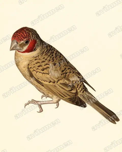 Illustration im Stil Historische Tafel: Bandastrild (Amadina fasciata)