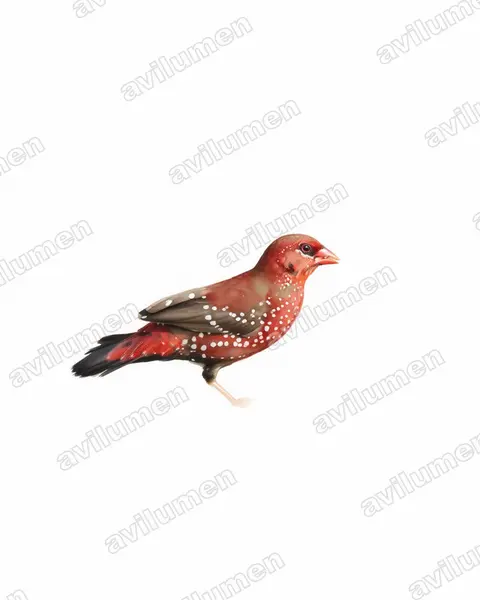 Ilustración en Acuarela: Amandava amandava (Bengalí rojo​)