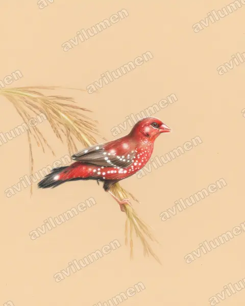 Ilustración en Lápiz de color: Amandava amandava (Bengalí rojo​)