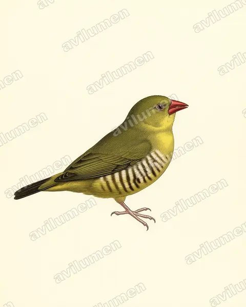 Illustration im Stil Historische Tafel: Olivastrild (Amandava formosa)
