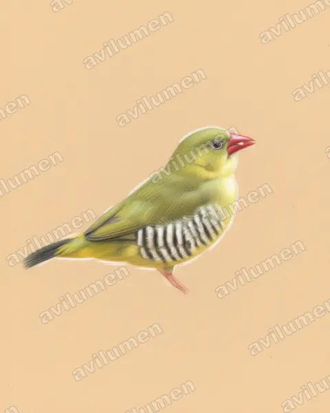 Illustration im Stil Buntstift: Olivastrild (Amandava formosa)