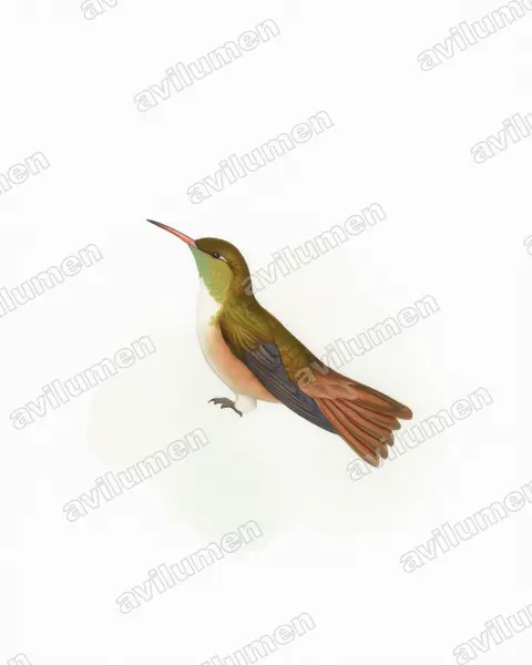 Ilustración en Acuarela: Amazilia alticola (Amazilis amazilia alticola)