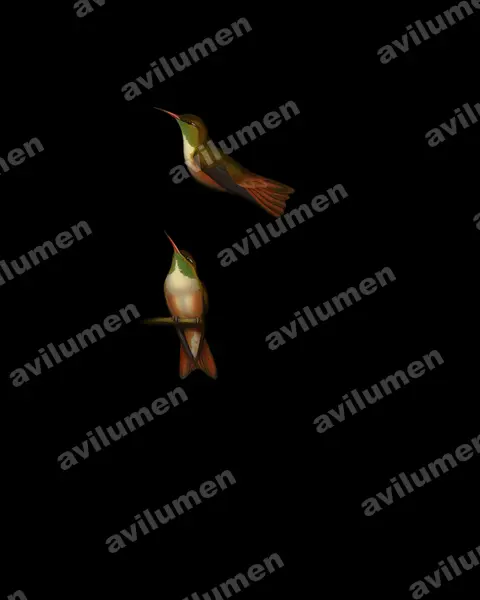 Ilustración en Óleo: Amazilia alticola (Amazilis amazilia alticola)