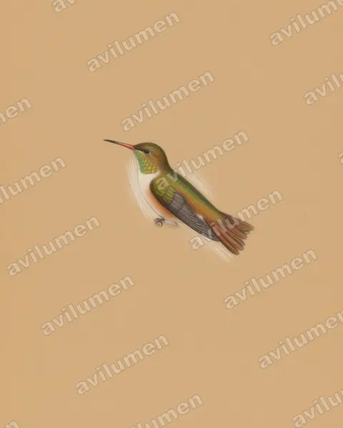 Ilustración en Lápiz de color: Amazilia alticola (Amazilis amazilia alticola)
