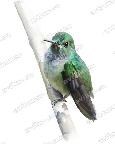 Illustration Aquarelle : Amazilia amabilis (Ariane aimable)