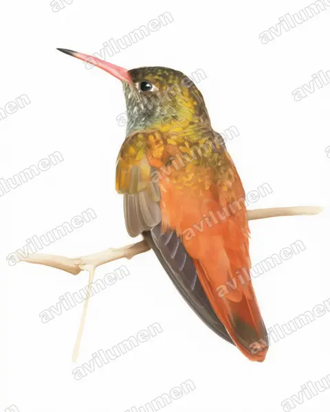 Watercolor illustration: Amazilia amazilia (Amazilia hummingbird)