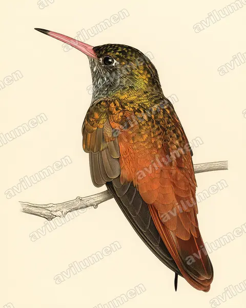 Vintage plate illustration: Amazilia amazilia (Amazilia hummingbird)