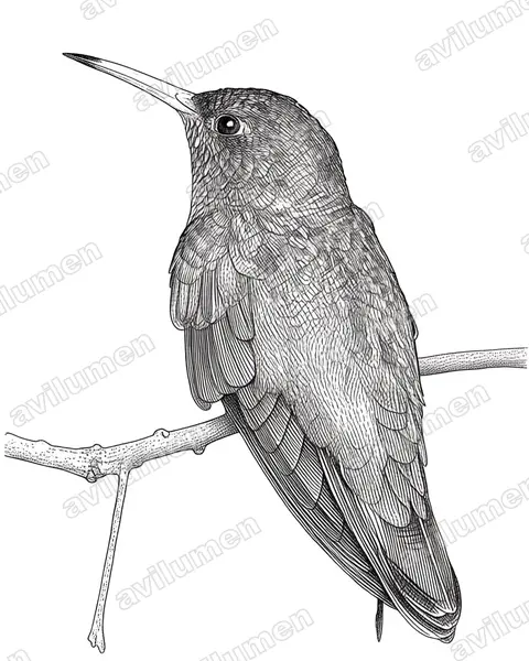 Ink illustration: Amazilia amazilia (Amazilia hummingbird)