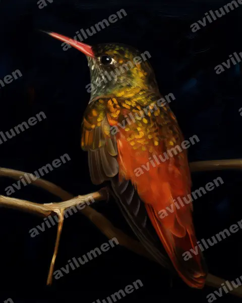 Oil illustration: Amazilia amazilia (Amazilia hummingbird)