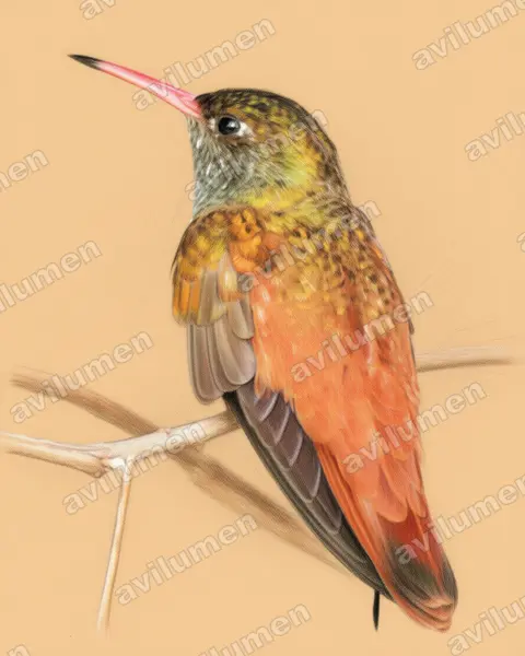 Colored pencil illustration: Amazilia amazilia (Amazilia hummingbird)