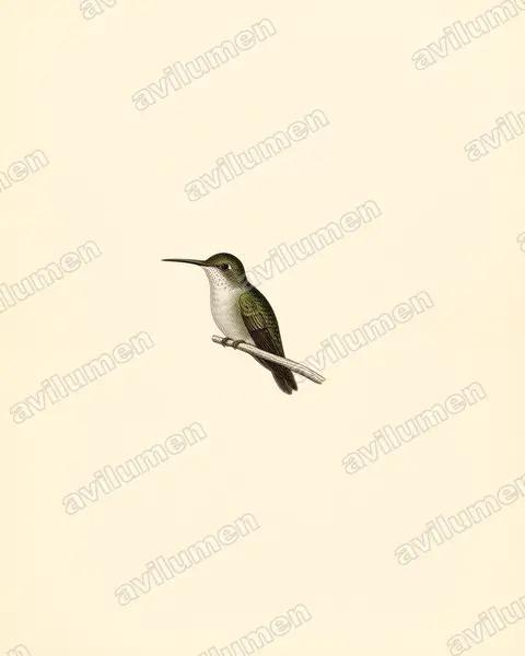 Illustration im Stil Historische Tafel: Bronzekopfamazilie (Amazilia candida)
