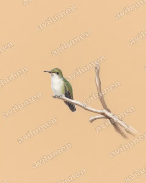 Illustration im Stil Buntstift: Bronzekopfamazilie (Amazilia candida)