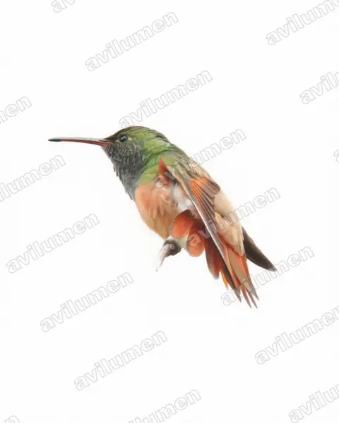 Illustration im Stil Aquarell: Braunbauchamazilie (Amazilia castaneiventris)