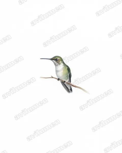 白腹蜂鸟（Amazilia chionogaster）的水彩插画