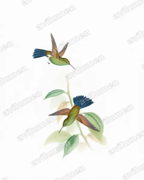 蓝尾蜂鸟（Amazilia cyanura）的水彩插画