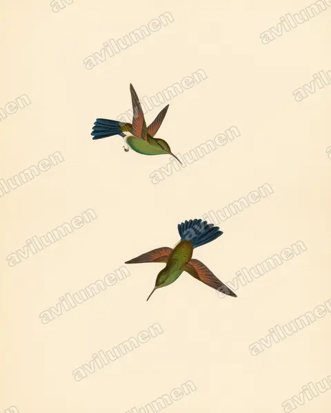 蓝尾蜂鸟（Amazilia cyanura）的古典图版插画