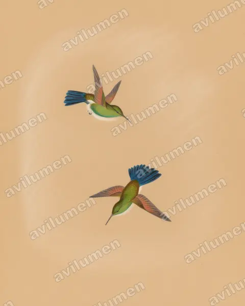 蓝尾蜂鸟（Amazilia cyanura）的彩色铅笔插画
