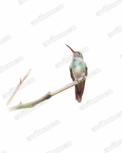Watercolor illustration: Amazilia decora (Charming hummingbird)