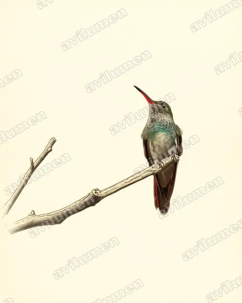Vintage plate illustration: Amazilia decora (Charming hummingbird)